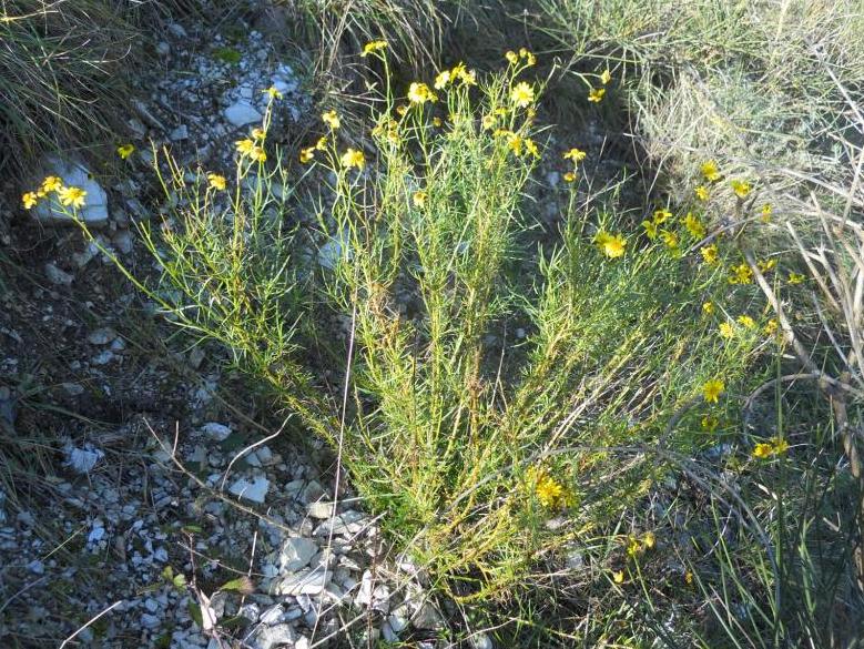 Senecio inaequidens